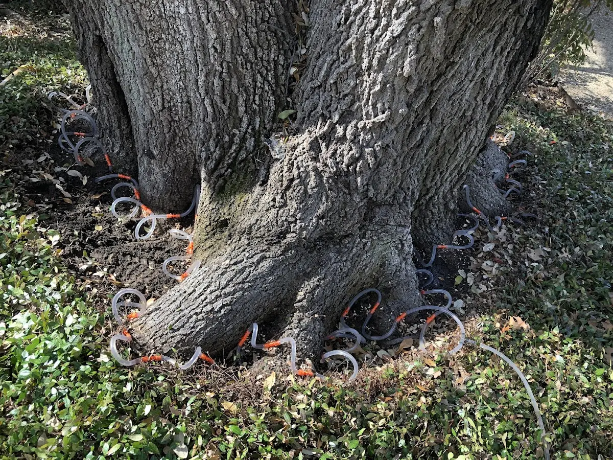 Detailed Shrub and Hedge Trimming job site in Texhoma